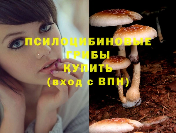 крисы Алзамай